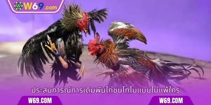 ประสบการณ์การเดิมพันไก่ชนโทโมแบบไม่แพ้ใคร